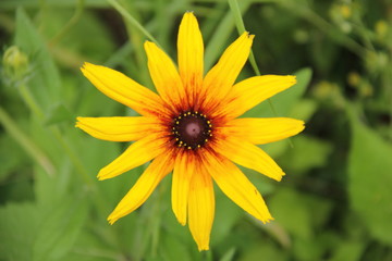 Красивый цветок