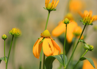 Close up of yellow Gerbera flowers