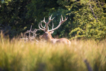 Obraz premium Cerf Elaphe