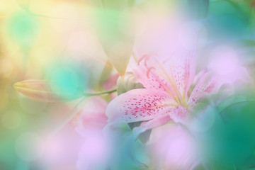 the lilly flower background