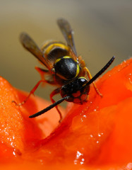 Wespe im Sommer