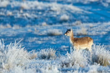 Little fallow deer in the winter