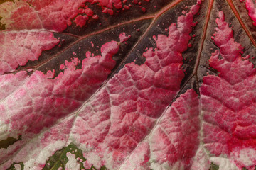leaf texture