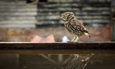 Little owl next to some water in a junk yard