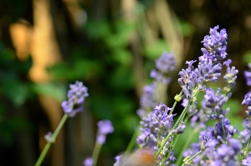 Lavendel im garten