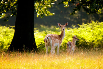 Fallow deer doe and fawn in Springtime