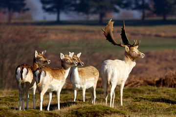 Naklejka premium Group of fallow deer