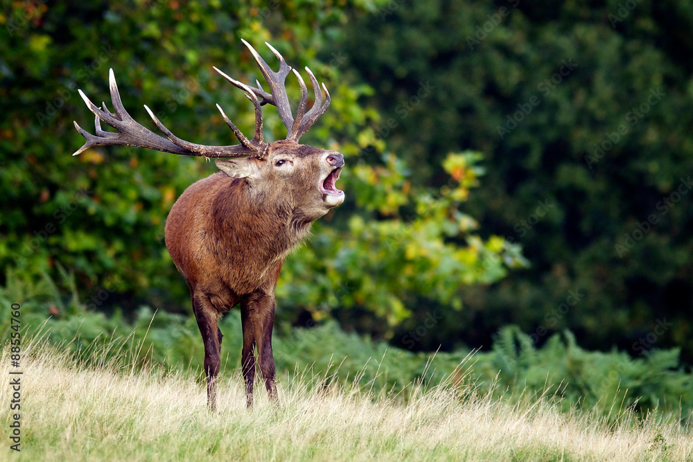 Canvas Prints red deer stag calling