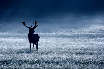 silhouetted red deer stag in the blue mist