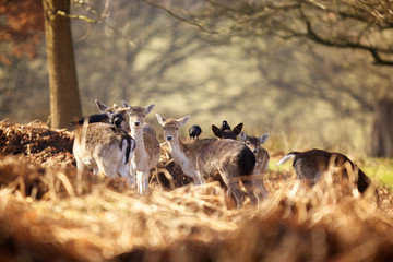 Group of fallow deer and crows