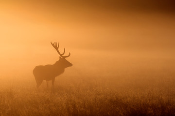 Naklejka na ściany i meble silhouetted red deer stag in the mist