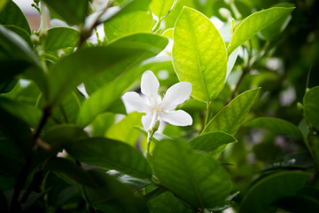 jasmine vine white flower