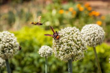 Bee on white garlic flower