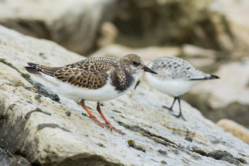 Ruddy Turnstone