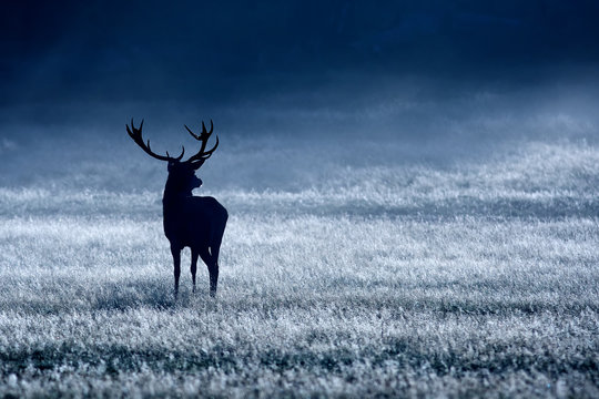 Fototapeta silhouetted red deer stag in the blue mist
