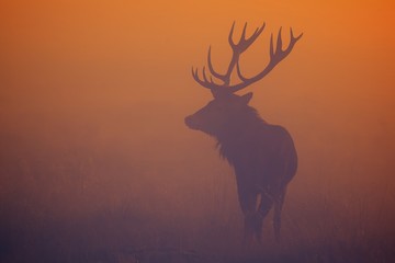 Red mist, Stag in the morning mist