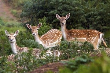 spotted me, three fallow deer does watching me