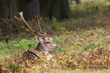 Fallow deer buck resting in the fallen leaves