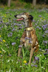 Obraz premium Galgo Espanol