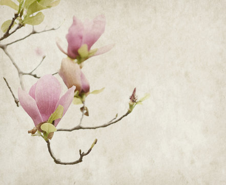 Fototapeta Pink magnolia flowers on old paper background