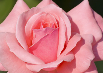 close up of pink rose in garden