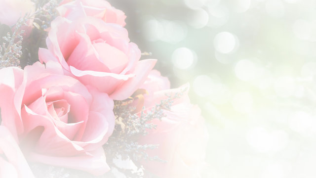 Fototapeta Roses soft blur background in vintage pastel tones.