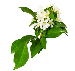 'Andaman Satinwood' or 'Murraya Paniculata', isolated on white background and clipping path