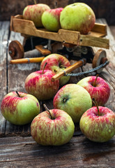 Autumn harvest apples