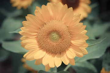 sunflower with filter effect retro vintage style