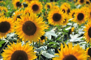 明野のひまわり