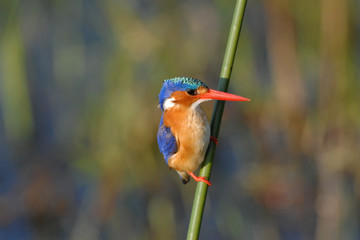 Malachite Kingfisher perched on a reed in the Okavango Delta