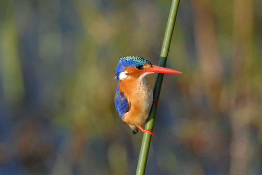 Malachite Kingfisher perched on a reed in the Okavango Delta