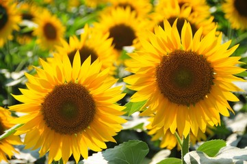 明野のひまわり