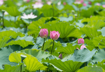 blooming lotus flower