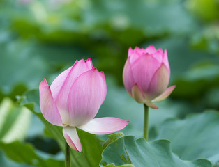blooming lotus flower