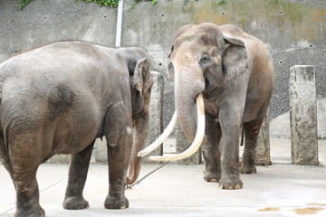 Fototapeta premium 向かい合う象