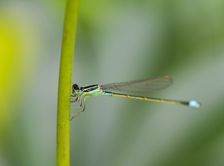 Damselfly