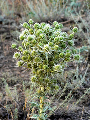Prickly field weed with sharp leaves