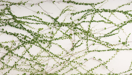 ivy leaves isolated on a white background - obrazy, fototapety, plakaty