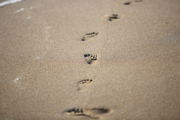 footprints in the sand