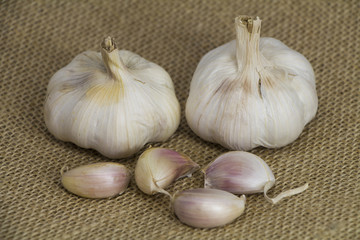 Garlic form Oganic farm on sack background