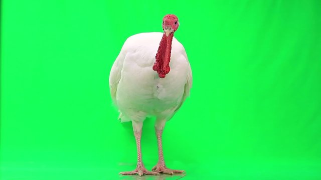 turkey-cock on green screen
