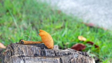 Orange mushroom on blurred background
