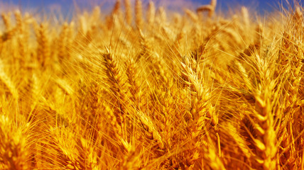 Wheat field against a blue sky