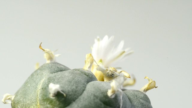 Peyote, Lophophora williamsii, Kaktus, Blüte