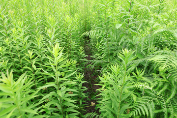 Footpath in thickets