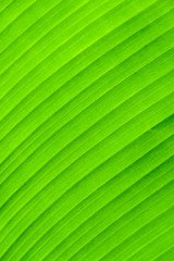 Banana leaf background with lines