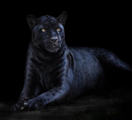 Obraz na płótnie Canvas Jaguar