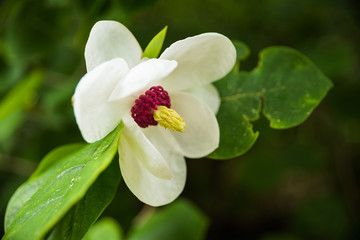 White beautiful flower