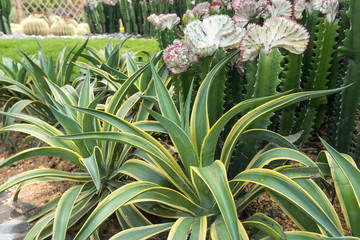 Fototapeta premium Sharp pointed agave plant leaves